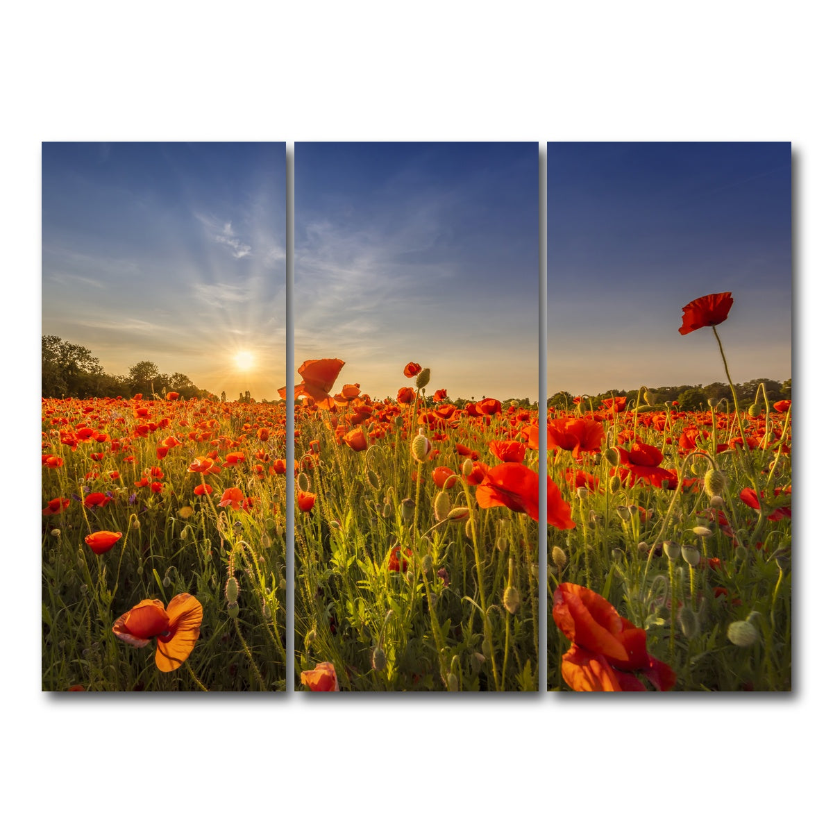 AUTO-MOCKUP WHITE | Poppy field at sunset | 3 Piece | Gallery Wrap Canvas | group=8x18