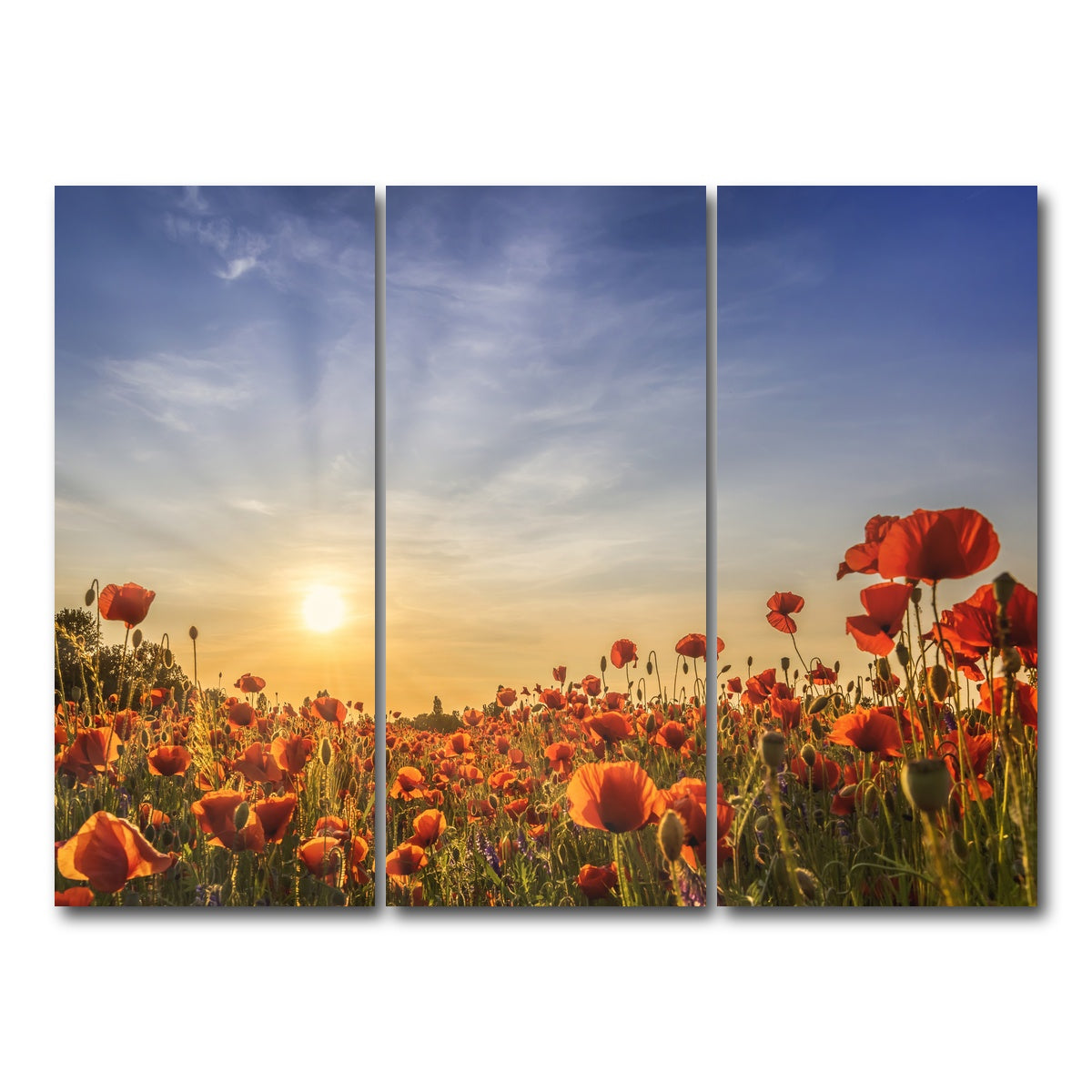 AUTO-MOCKUP WHITE | Poppy field in sunset | 3 Piece | Gallery Wrap Canvas | group=8x18