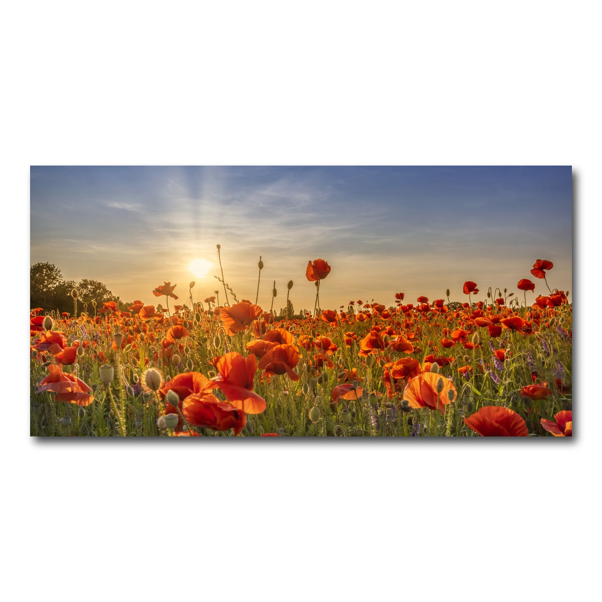 AUTO-MOCKUP WHITE | Poppy idyll in sunset | 1 Piece | Gallery Wrap Canvas | group=2x1