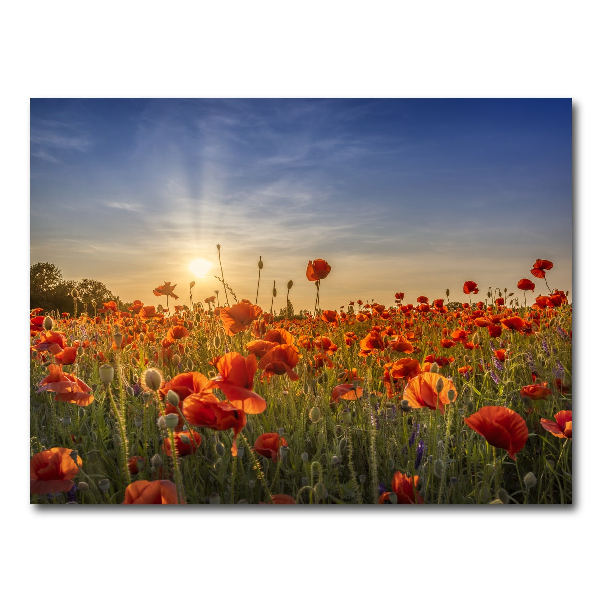 AUTO-MOCKUP WHITE | Poppy idyll in sunset | 1 Piece | Gallery Wrap Canvas | group=4x3