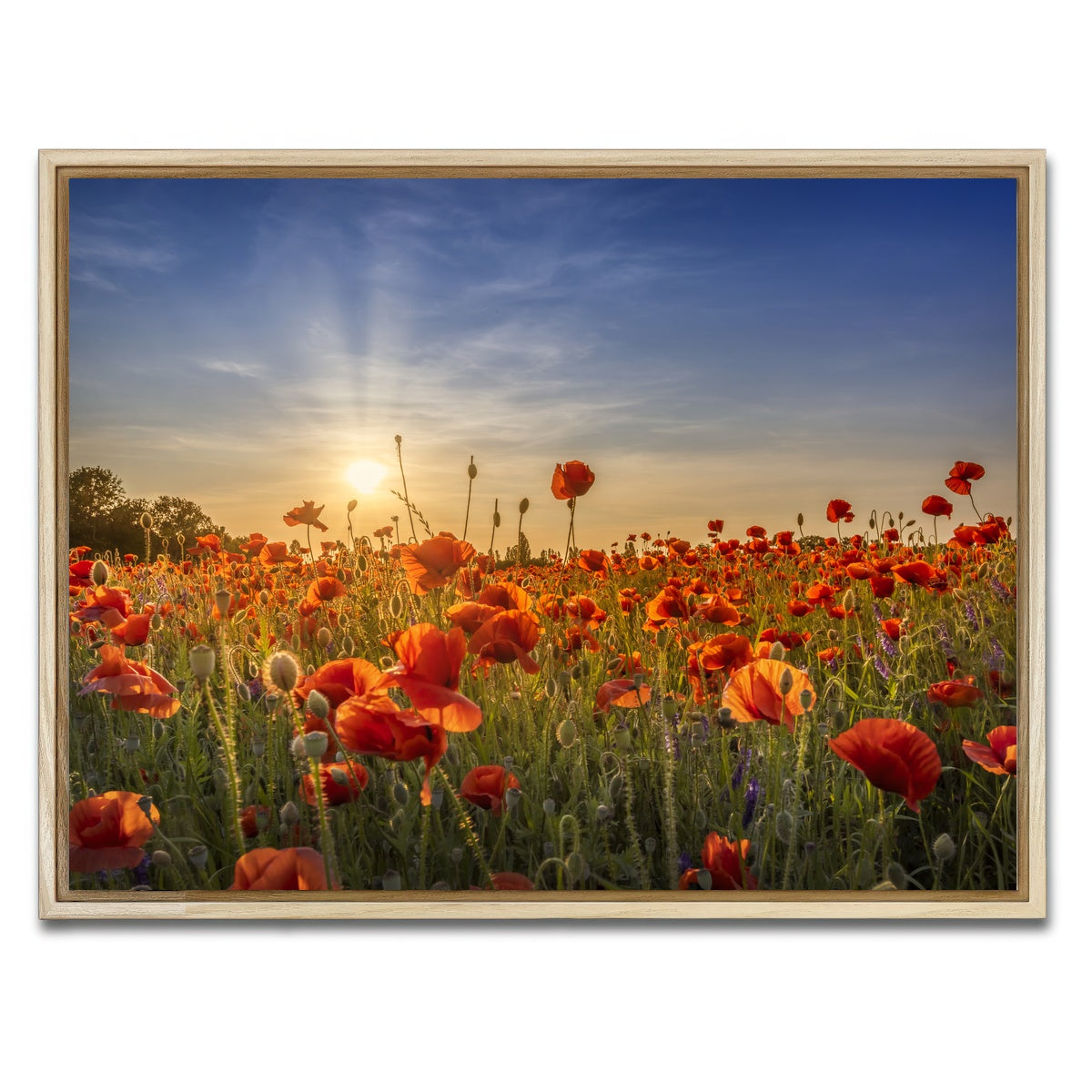 AUTO-MOCKUP WHITE | Poppy idyll in sunset | 1 Piece | Natural Framed Canvas | group=4x3