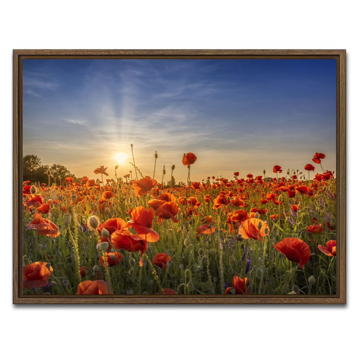 AUTO-MOCKUP WHITE | Poppy idyll in sunset | 1 Piece | Walnut Framed Canvas | group=4x3