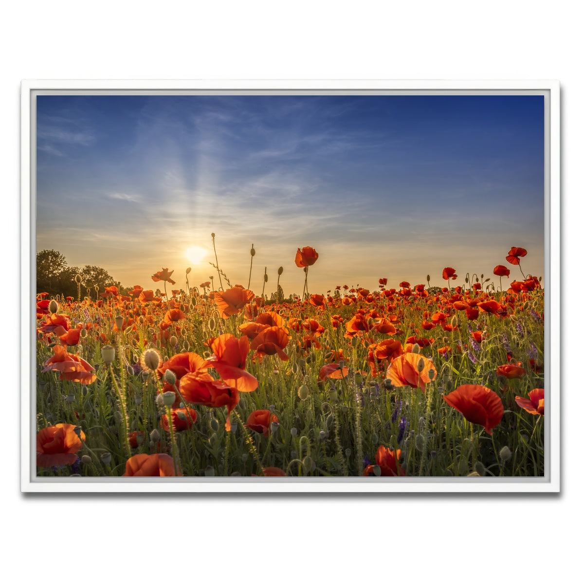 AUTO-MOCKUP WHITE | Poppy idyll in sunset | 1 Piece | White Framed Canvas | group=4x3