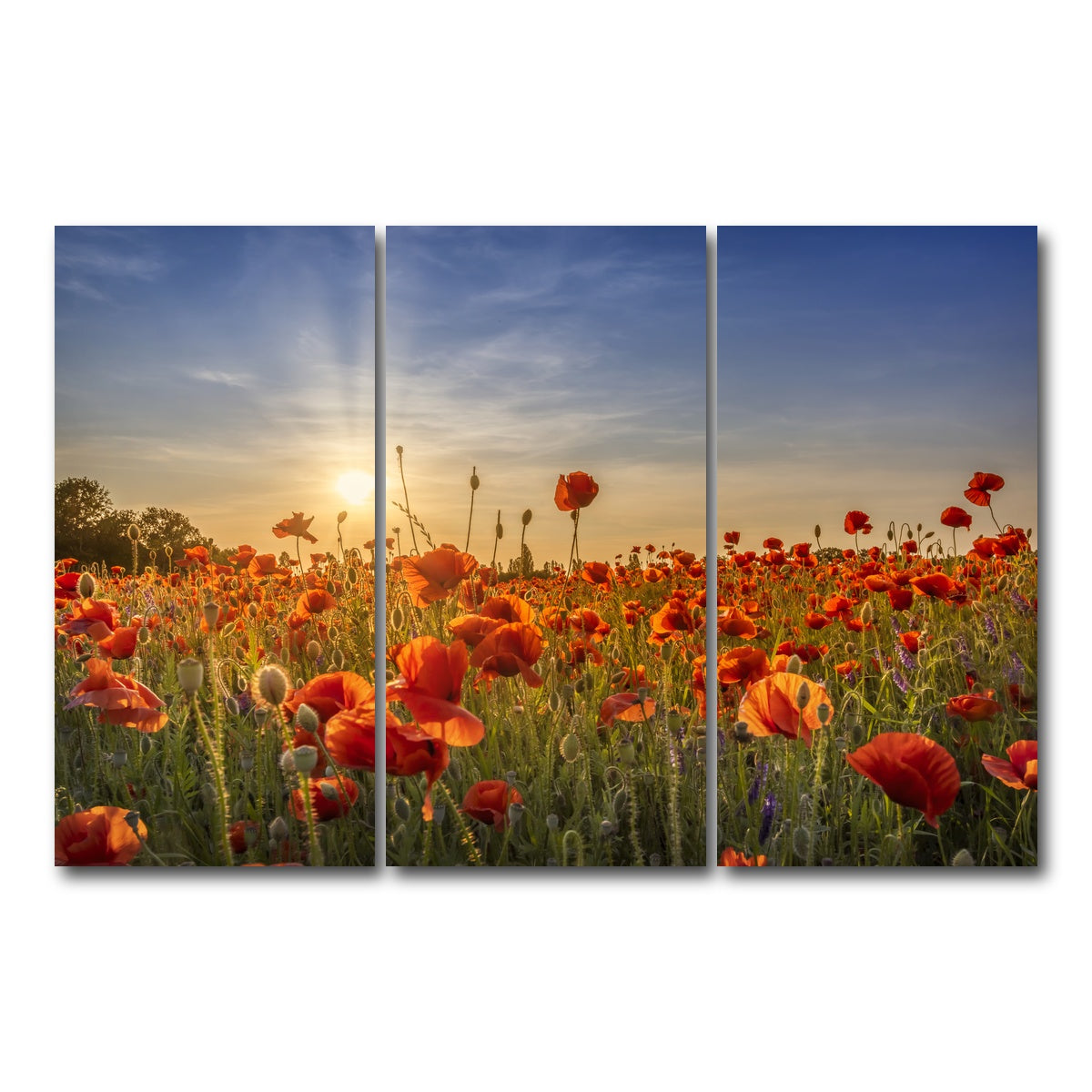AUTO-MOCKUP WHITE | Poppy idyll in sunset | 3 Piece | Gallery Wrap Canvas | group=12x24