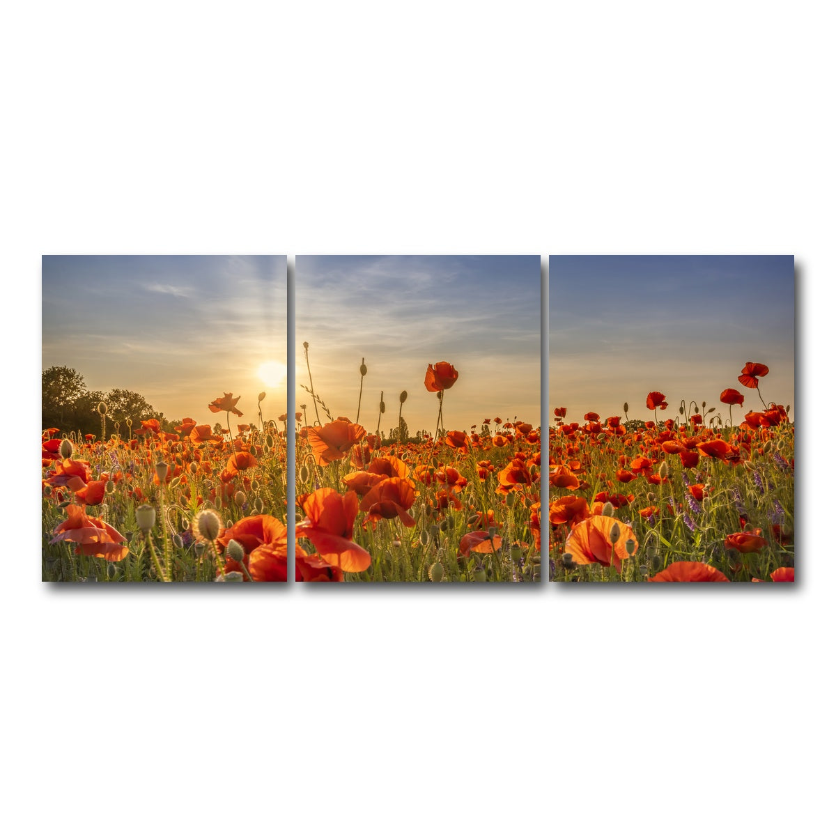 AUTO-MOCKUP WHITE | Poppy idyll in sunset | 3 Piece | Gallery Wrap Canvas | group=18x24
