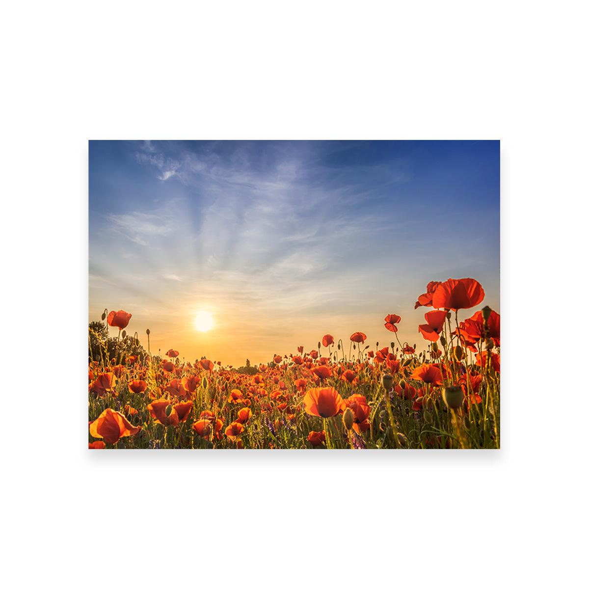 Poppy Field in Sunset  Wall Art