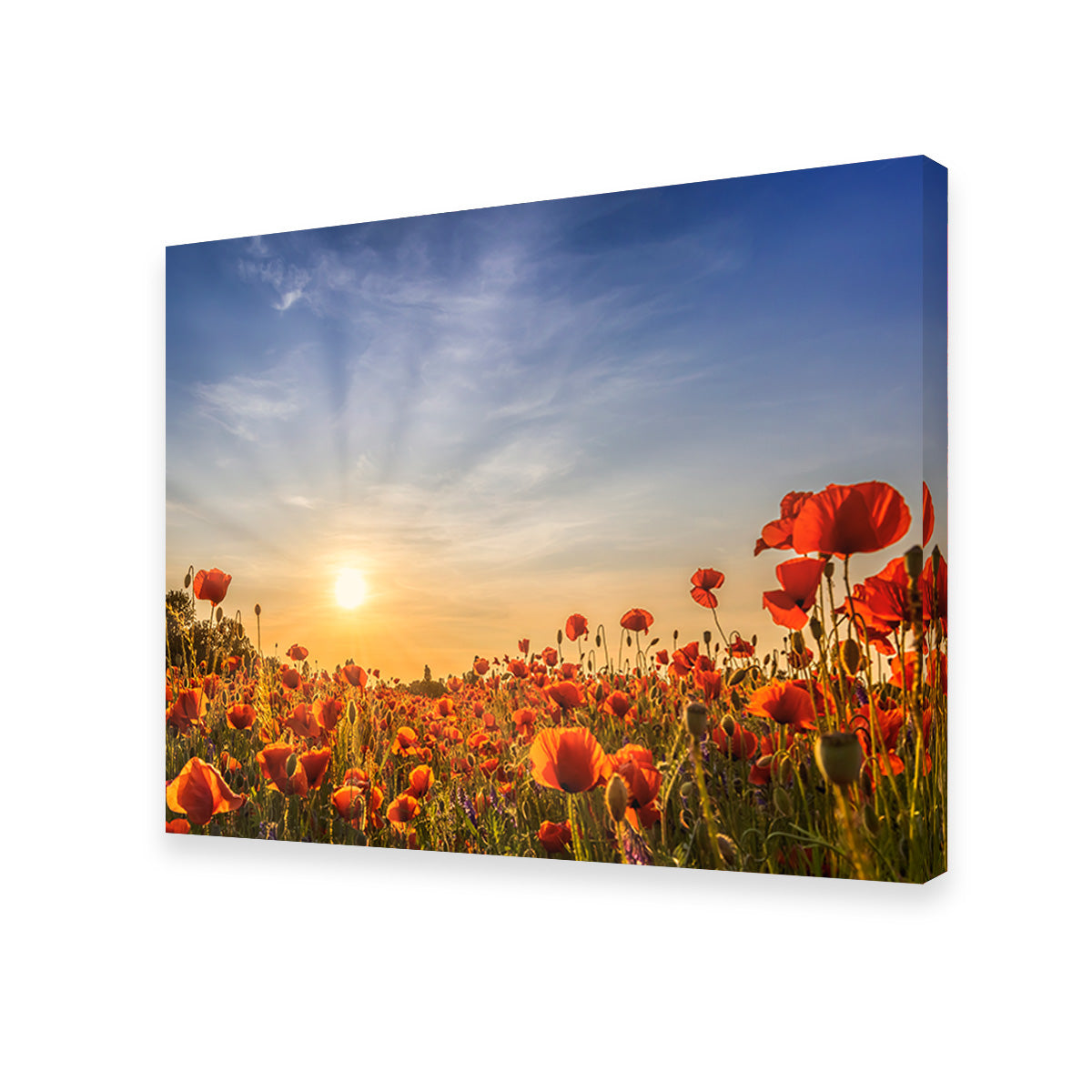 Poppy Field in Sunset  Wall Art