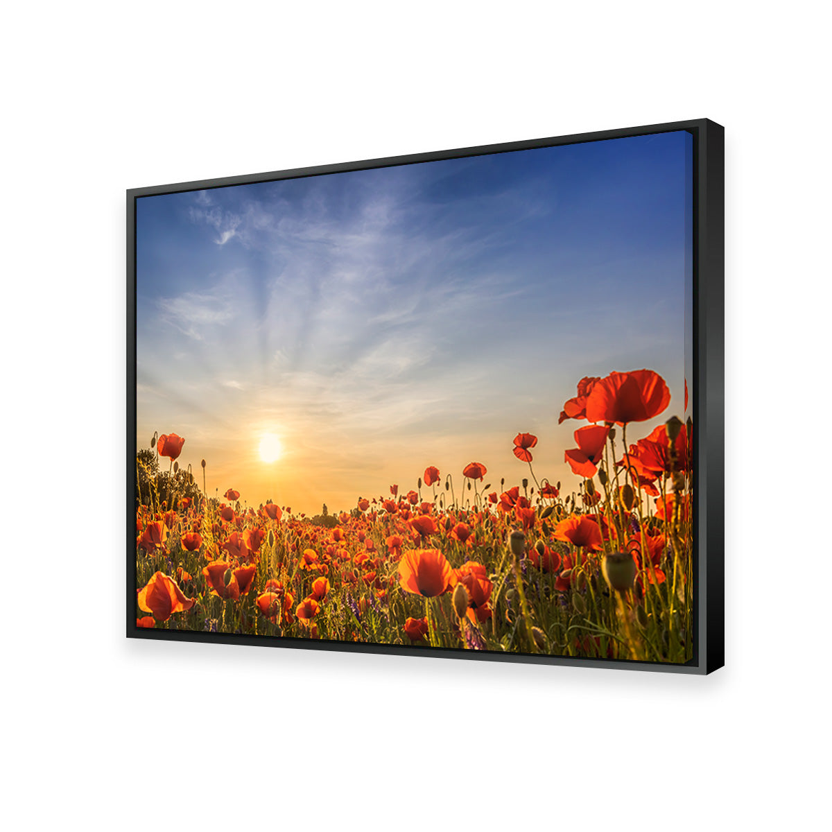 Poppy Field in Sunset  Wall Art