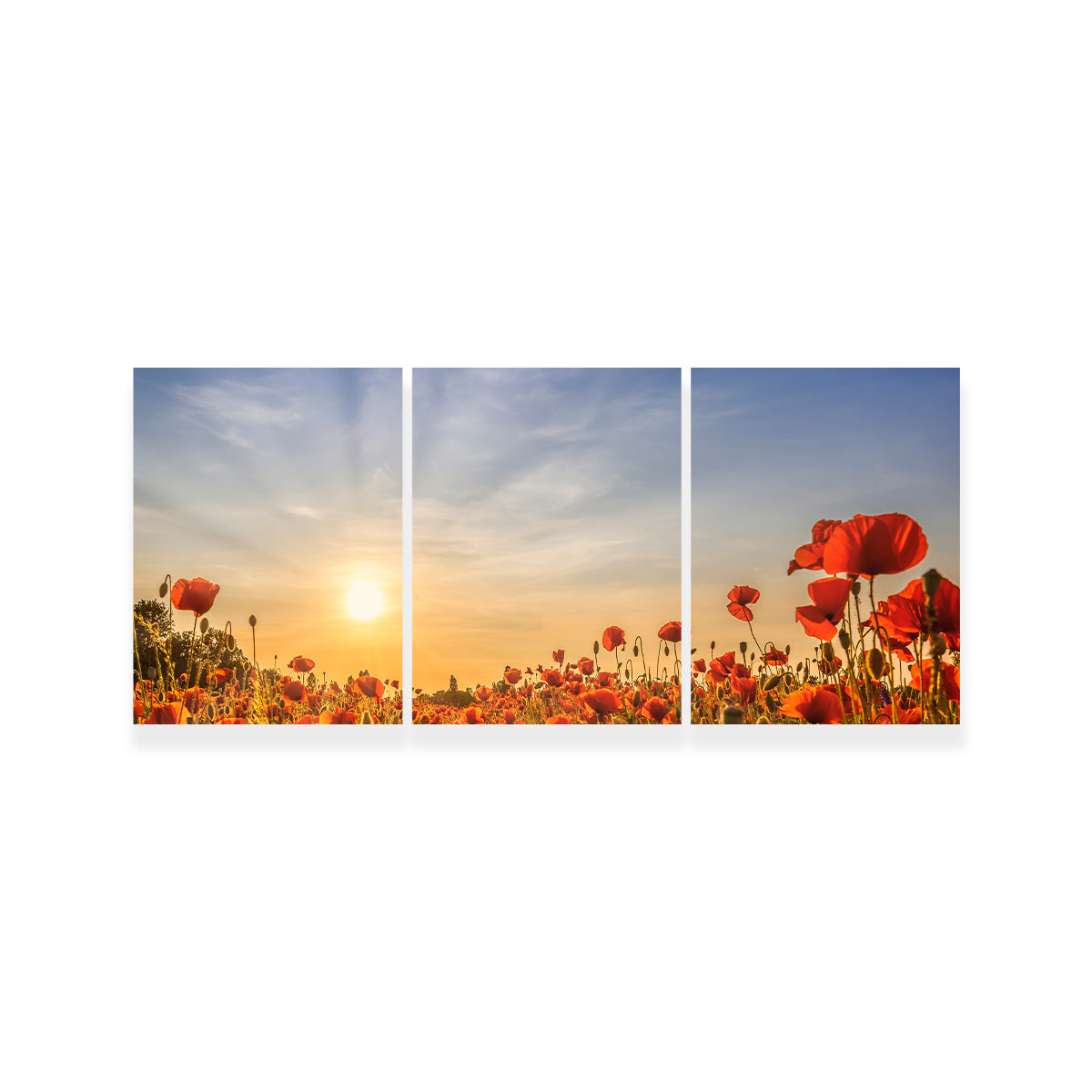 Poppy Field in Sunset  Wall Art