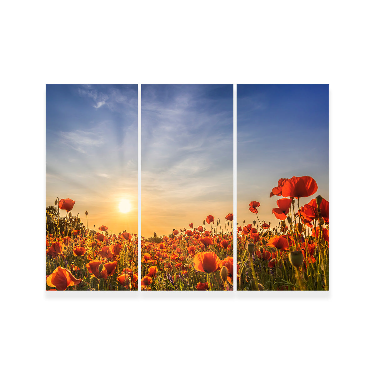 Poppy Field in Sunset  Wall Art