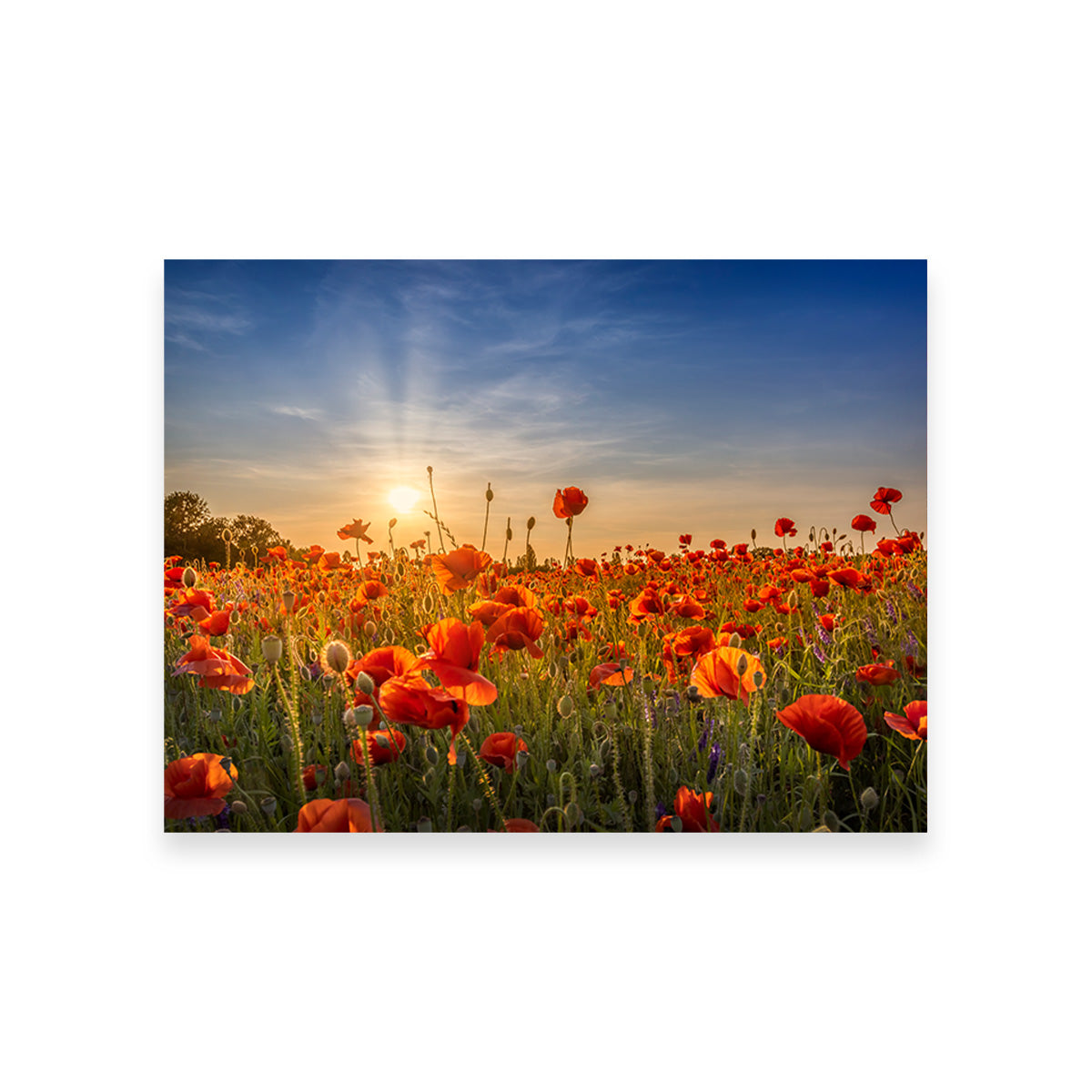 Poppy Idyll in Sunset Wall Art