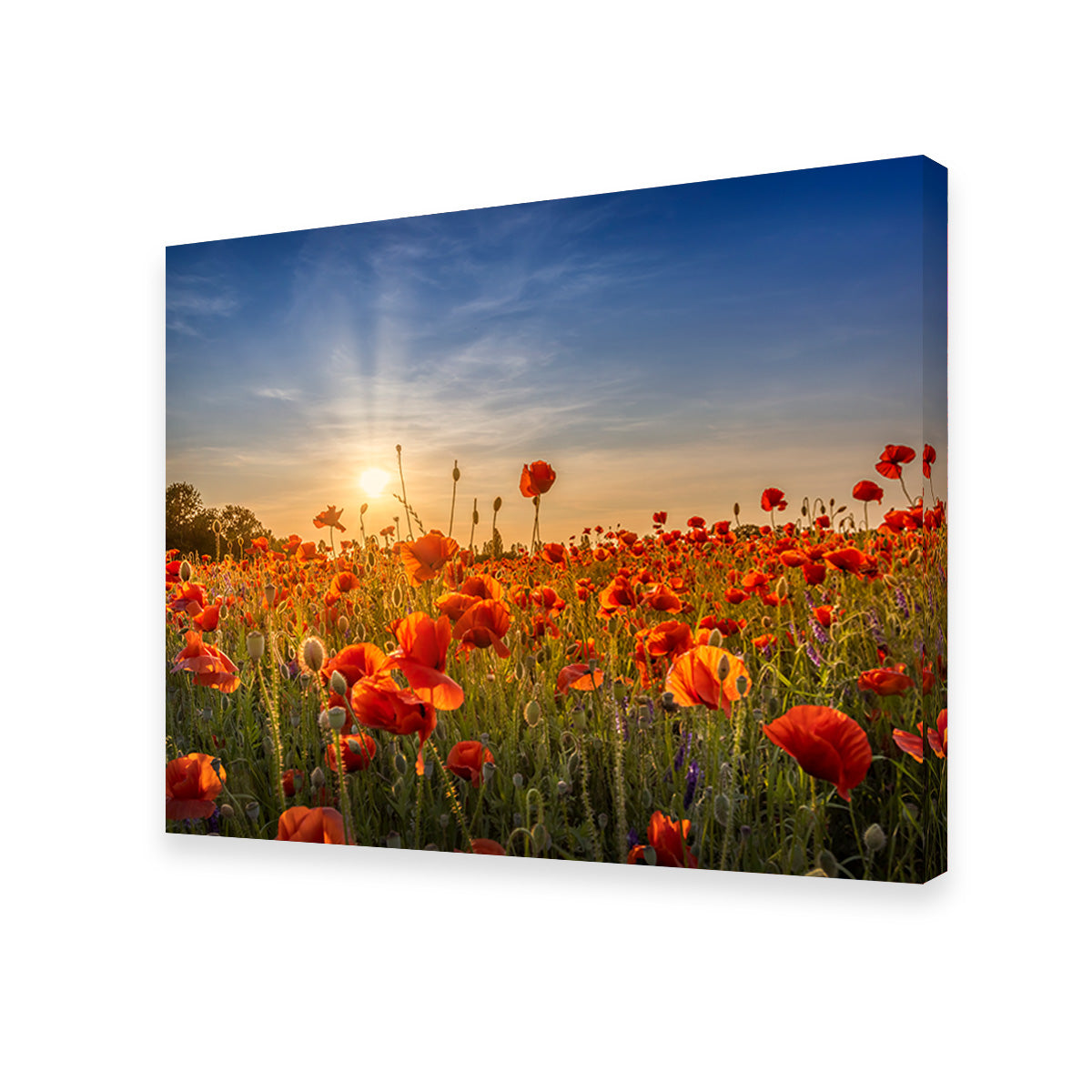 Poppy Idyll in Sunset Wall Art