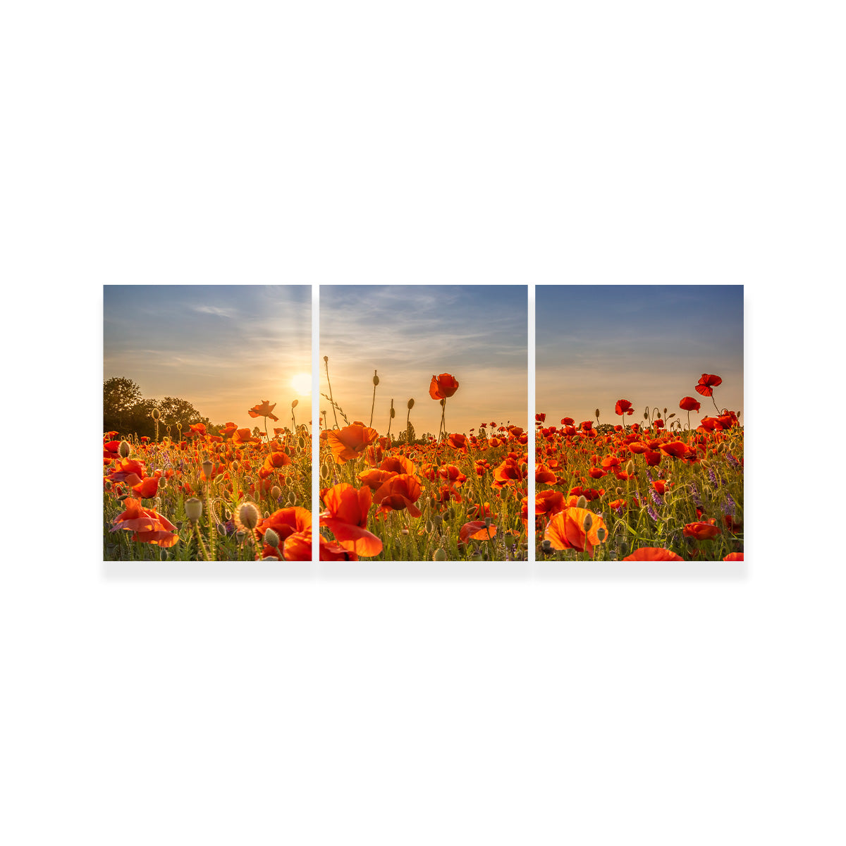 Poppy Idyll in Sunset Wall Art