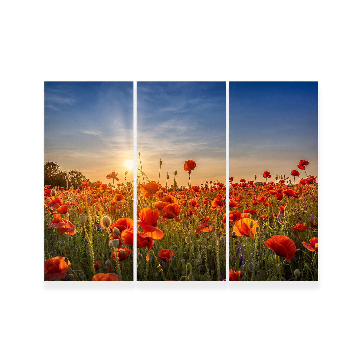 Poppy Idyll in Sunset Wall Art