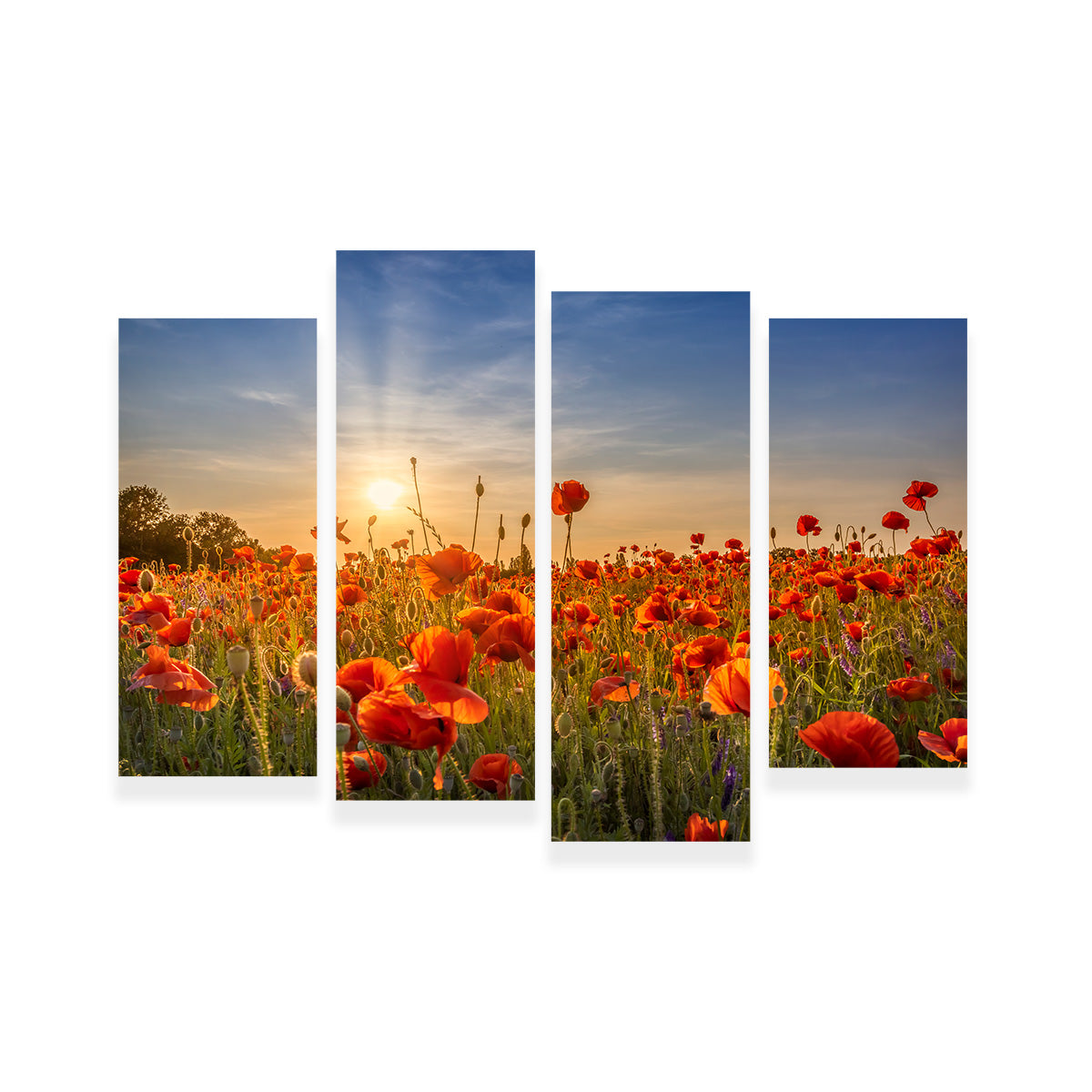 Poppy Idyll in Sunset Wall Art