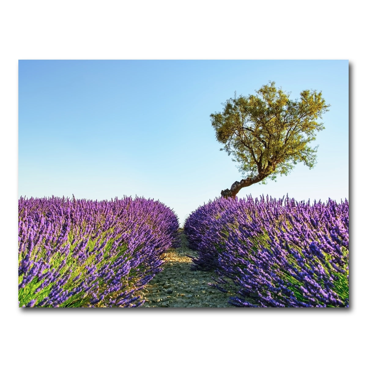 AUTO-MOCKUP WHITE | Provence Landscape | 1 Piece | Gallery Wrap Canvas | group=4x3