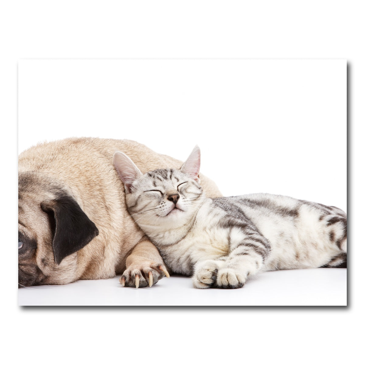 AUTO-MOCKUP WHITE | Pug and Cat | 1 Piece | Gallery Wrap Canvas | group=4x3