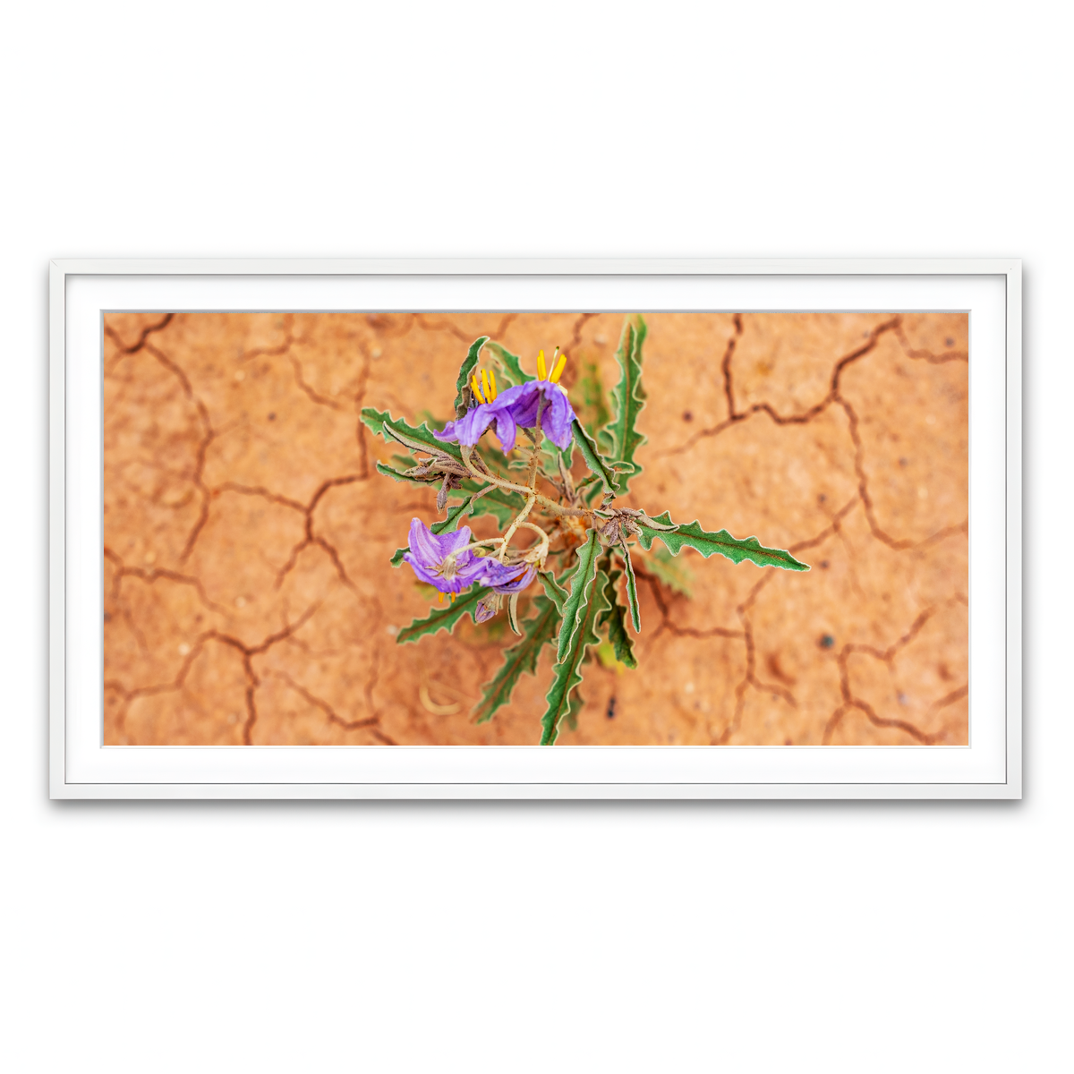 Framed Print 2x1 White