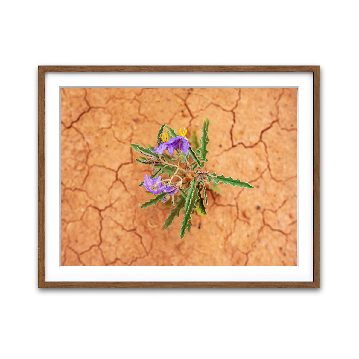 Framed Print 4x3 Walnut