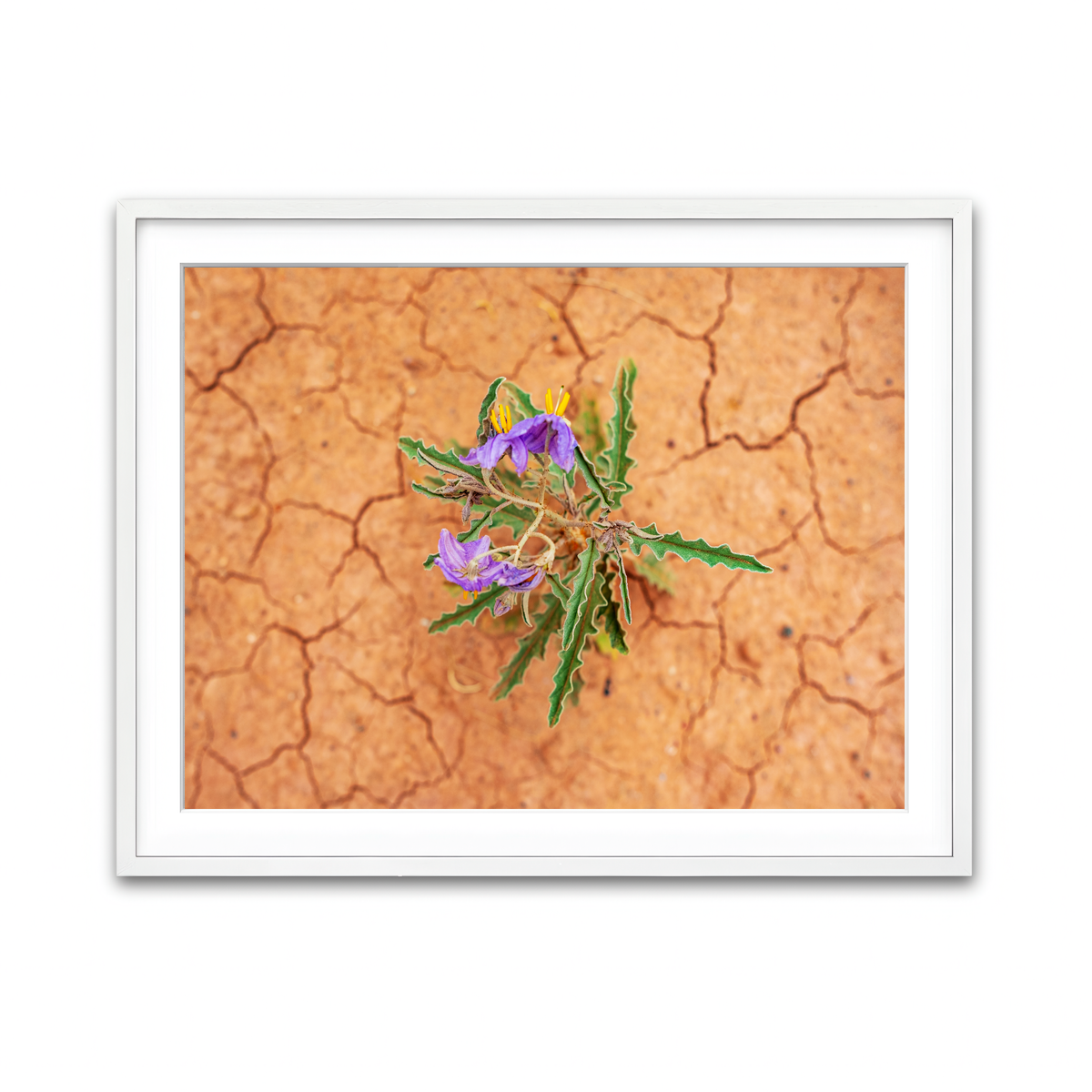Framed Print 4x3 White