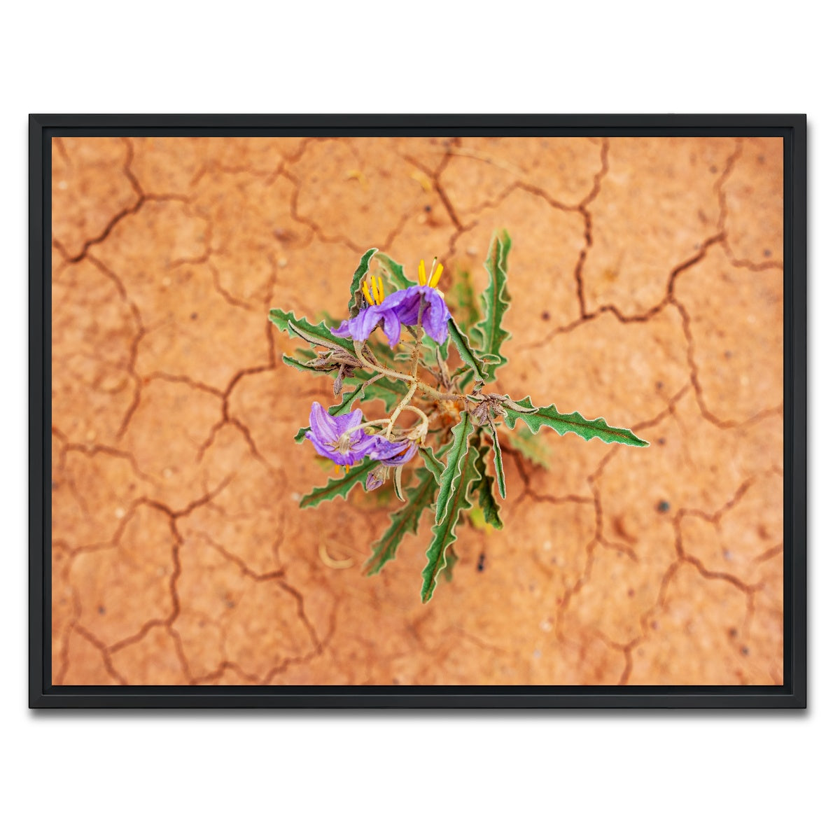 AUTO-MOCKUP WHITE | Purple Desert Wild Flowers | 1 Piece | Black Framed Canvas | group=4x3