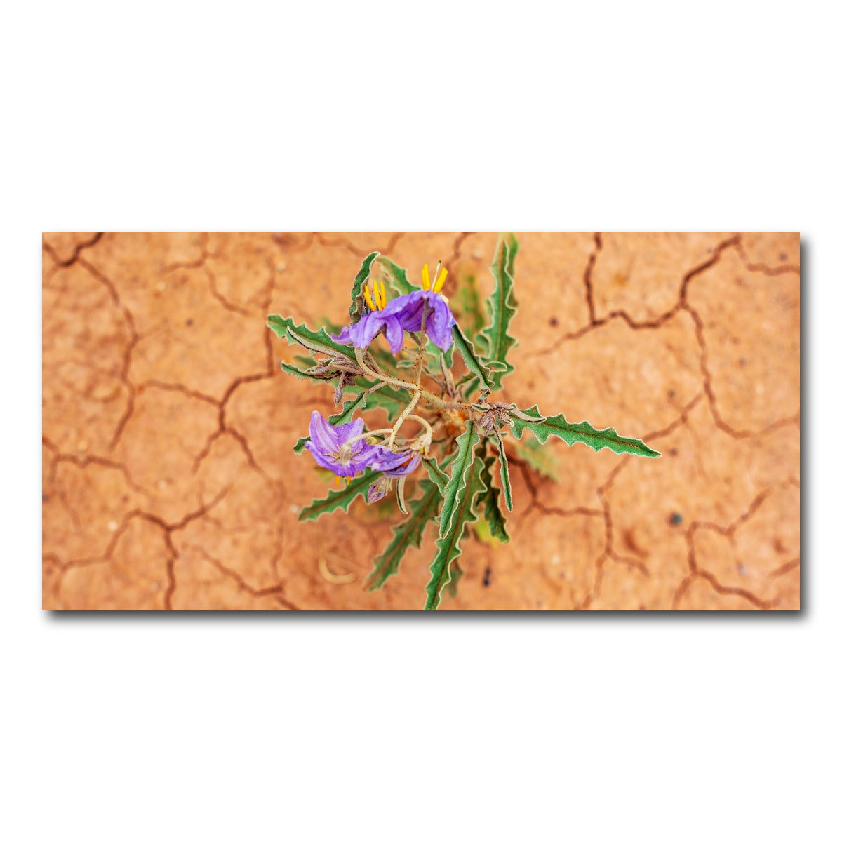 AUTO-MOCKUP WHITE | Purple Desert Wild Flowers | 1 Piece | Gallery Wrap Canvas | group=2x1