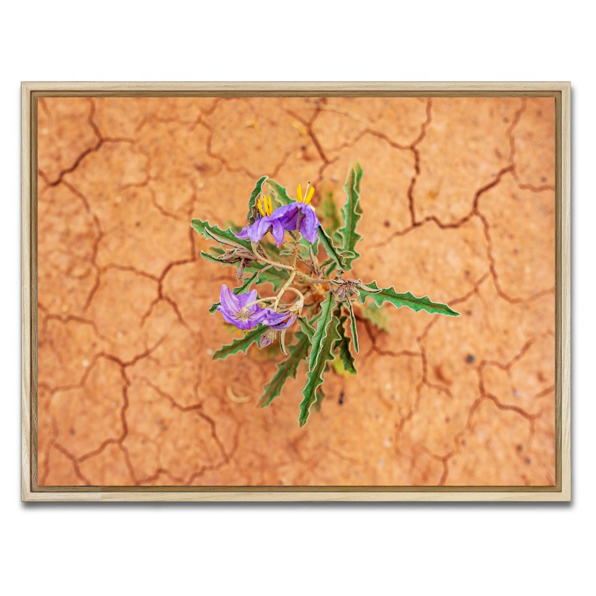 AUTO-MOCKUP WHITE | Purple Desert Wild Flowers | 1 Piece | Natural Framed Canvas | group=4x3
