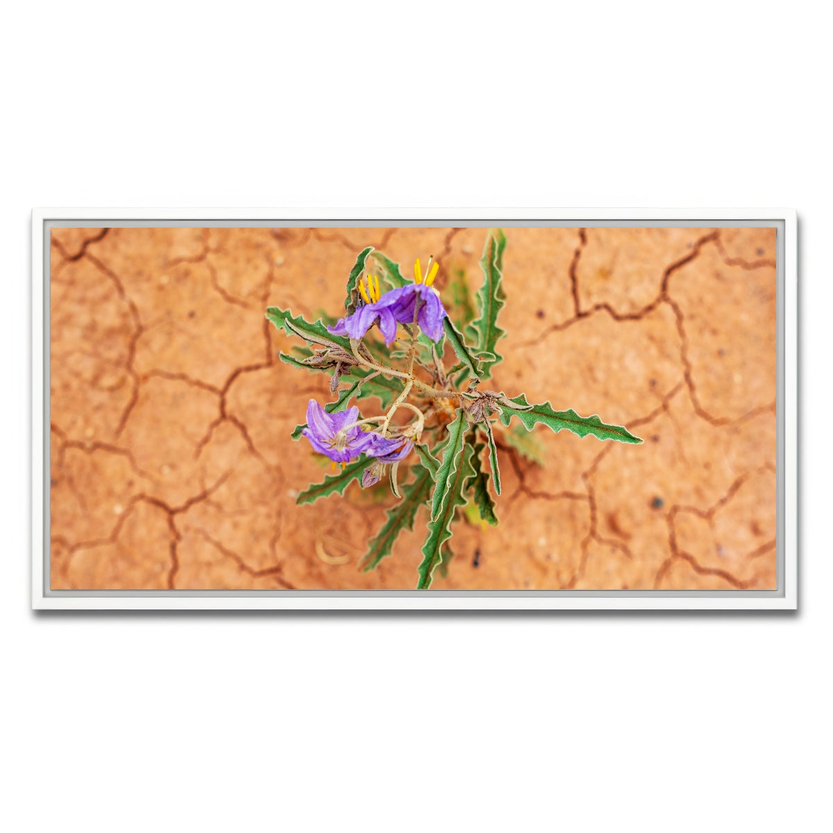 AUTO-MOCKUP WHITE | Purple Desert Wild Flowers | 1 Piece | White Framed Canvas | group=2x1