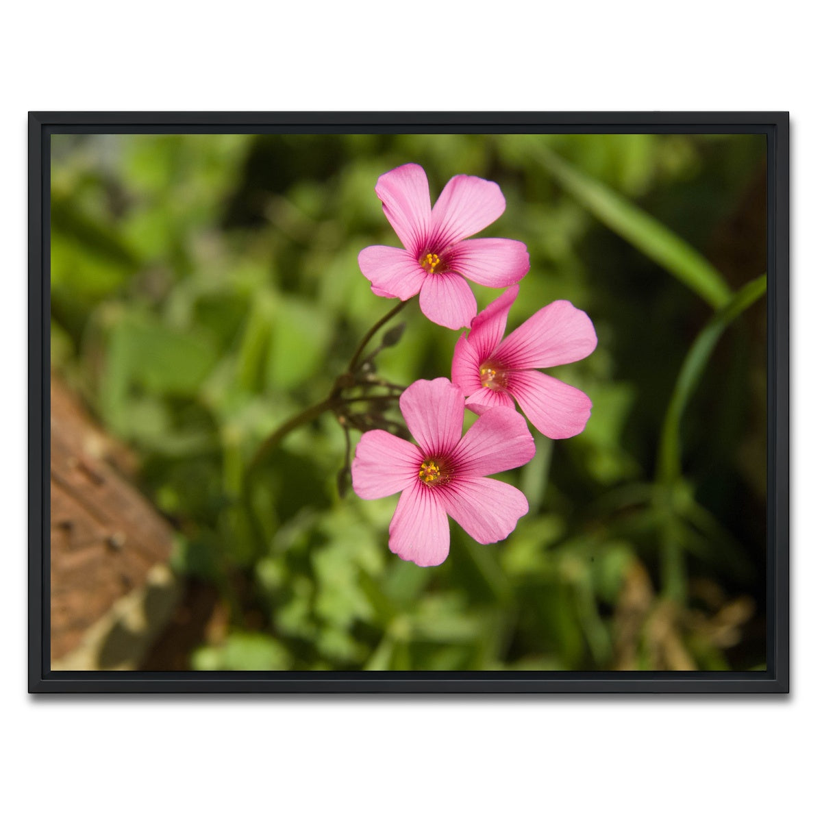 AUTO-MOCKUP WHITE | Purple Wildflower - North Arkansas | 1 Piece | Black Framed Canvas | group=4x3