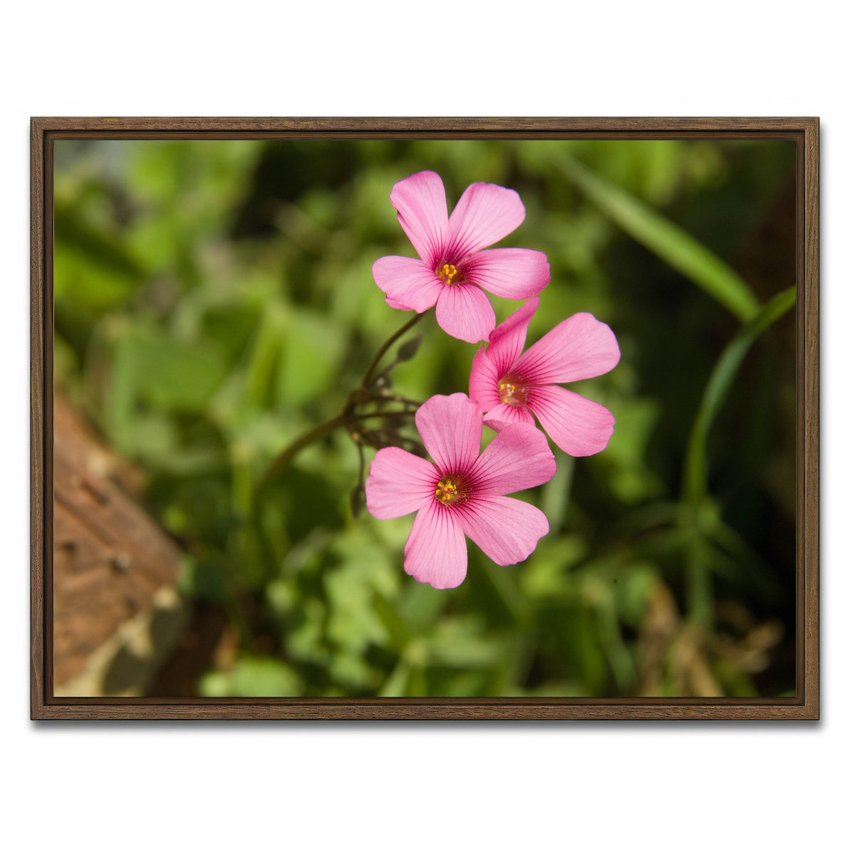AUTO-MOCKUP WHITE | Purple Wildflower - North Arkansas | 1 Piece | Walnut Framed Canvas | group=4x3