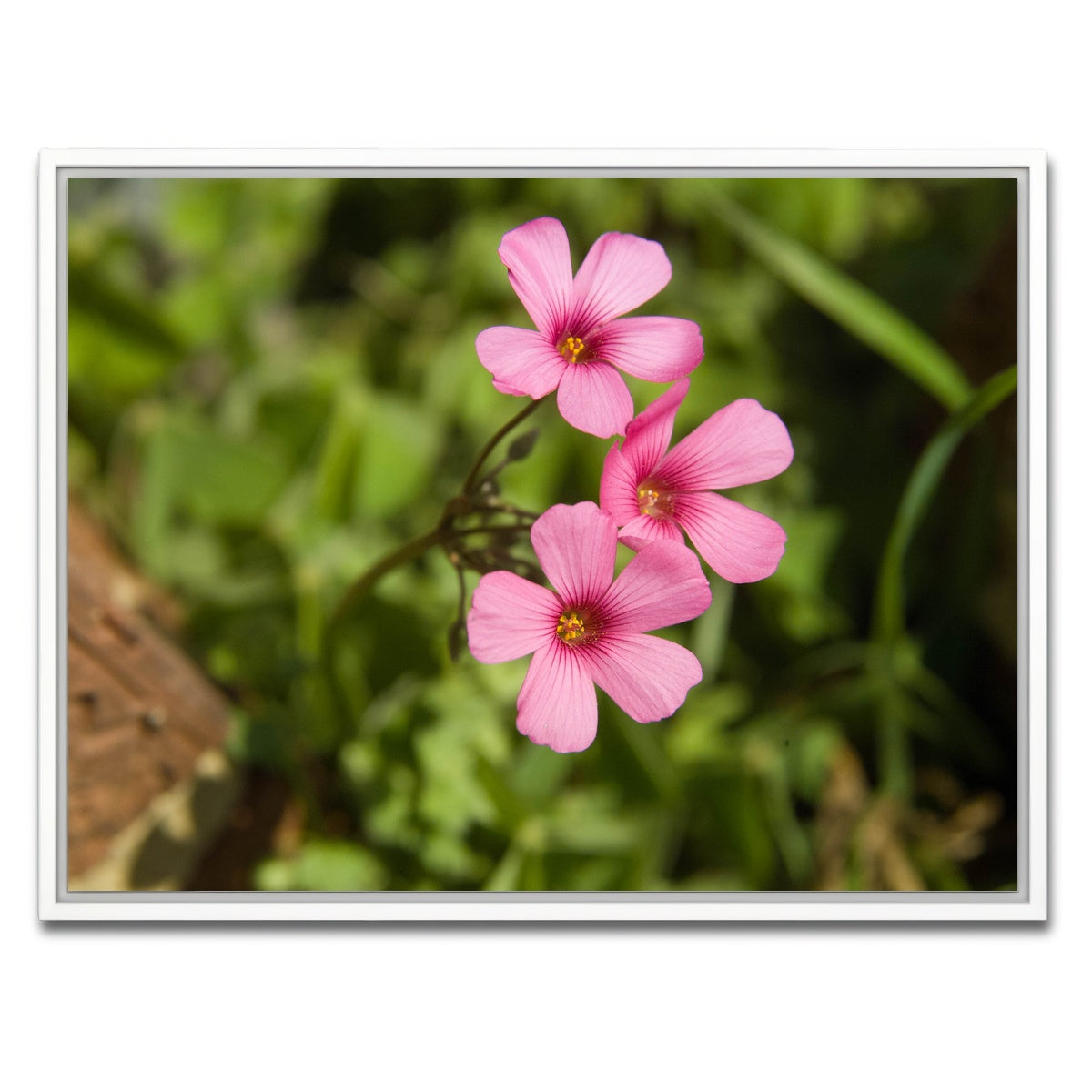 AUTO-MOCKUP WHITE | Purple Wildflower - North Arkansas | 1 Piece | White Framed Canvas | group=4x3