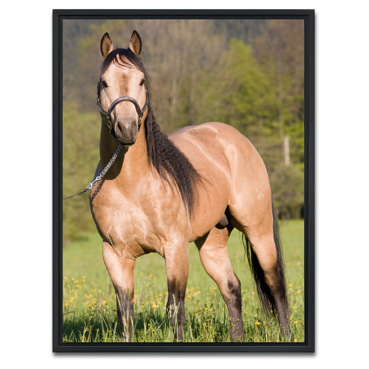 AUTO-MOCKUP WHITE | Quarter Horse Posing | 1 Piece | Black Framed Canvas | group=3x4