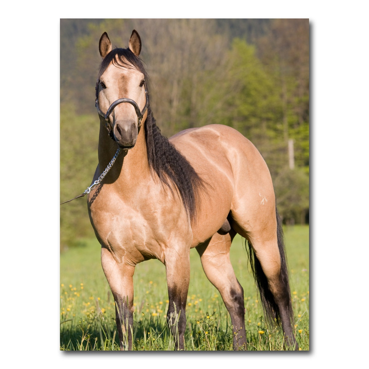 AUTO-MOCKUP WHITE | Quarter Horse Posing | 1 Piece | Gallery Wrap Canvas | group=3x4
