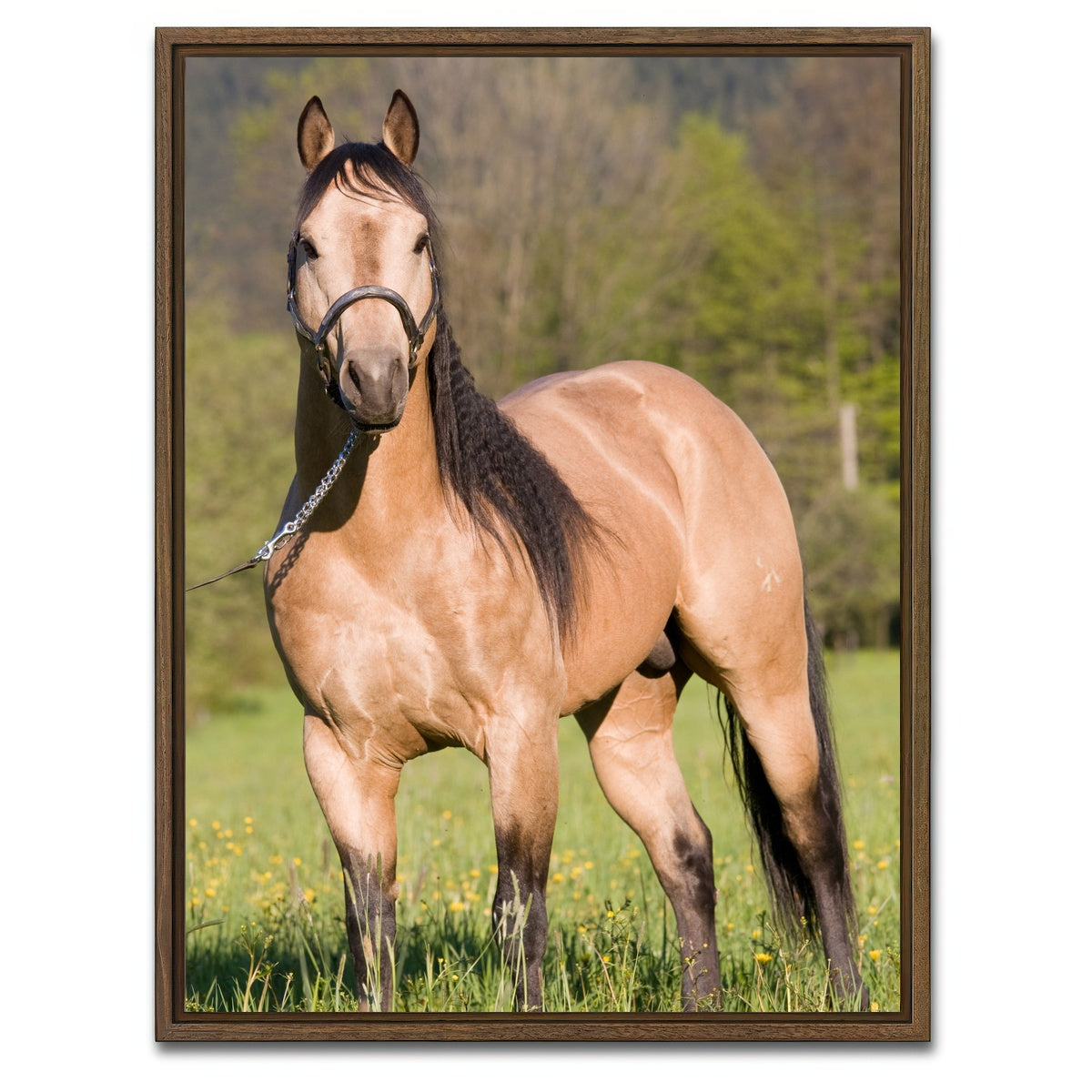 AUTO-MOCKUP WHITE | Quarter Horse Posing | 1 Piece | Walnut Framed Canvas | group=3x4