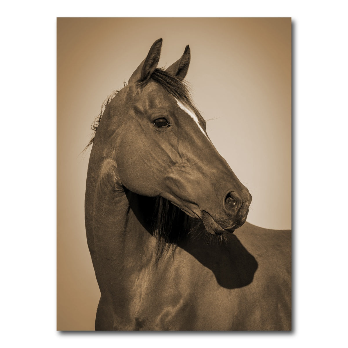 AUTO-MOCKUP WHITE | Quarter Horse | 1 Piece | Gallery Wrap Canvas | group=3x4