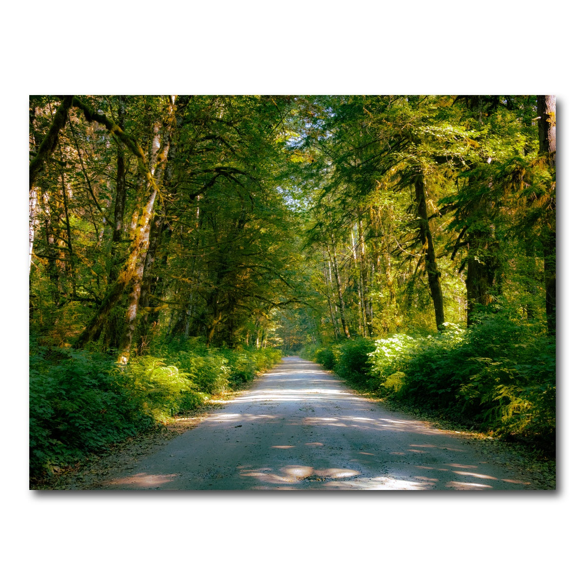 AUTO-MOCKUP WHITE | Rainforest Road | 1 Piece | Gallery Wrap Canvas | group=4x3