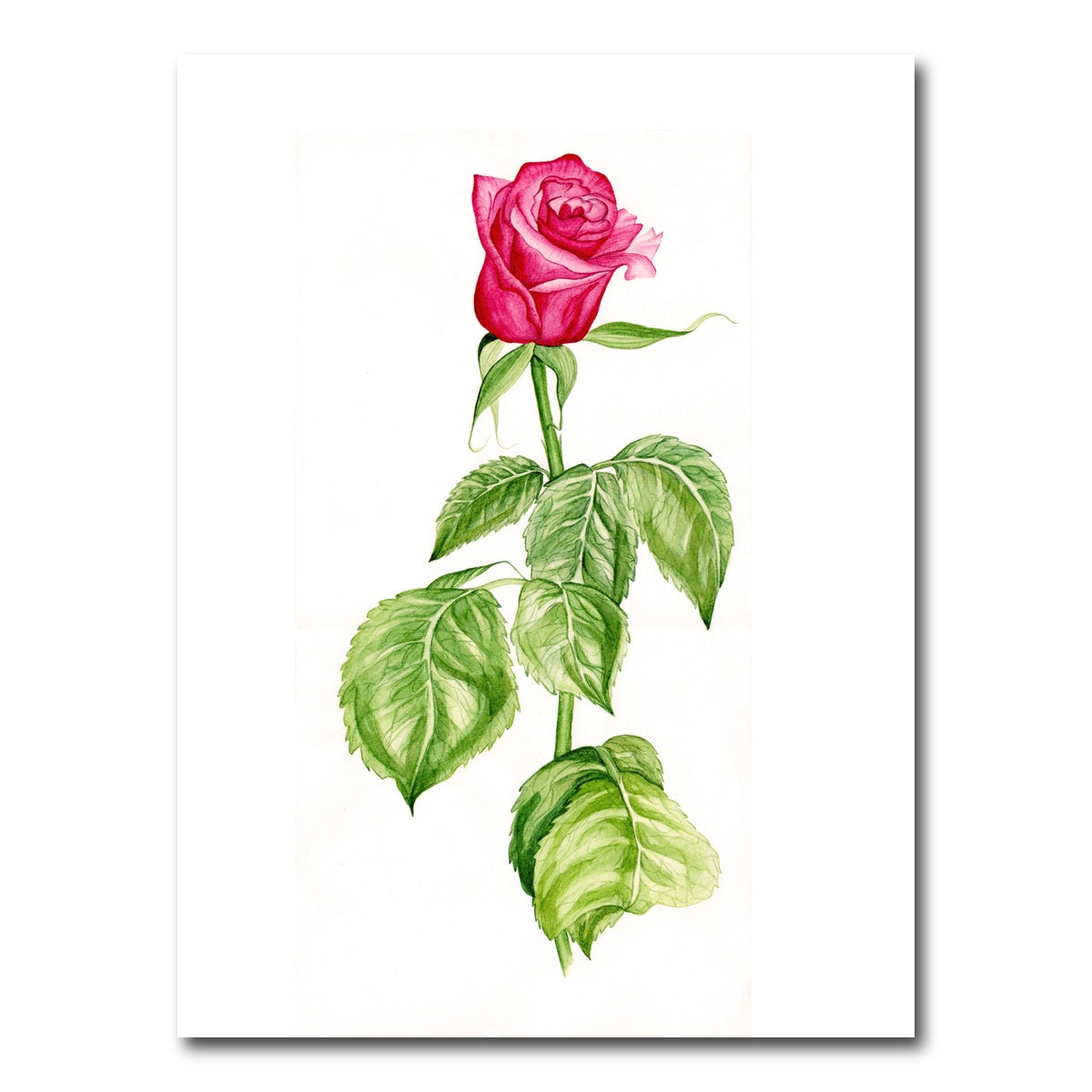 AUTO-MOCKUP WHITE | Red Rose | 1 Piece | Gallery Wrap Canvas | group=3x4