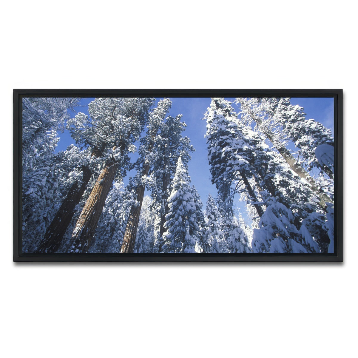 AUTO-MOCKUP WHITE | Redwoods Covered in Snow | 1 Piece | Black Framed Canvas | group=2x1