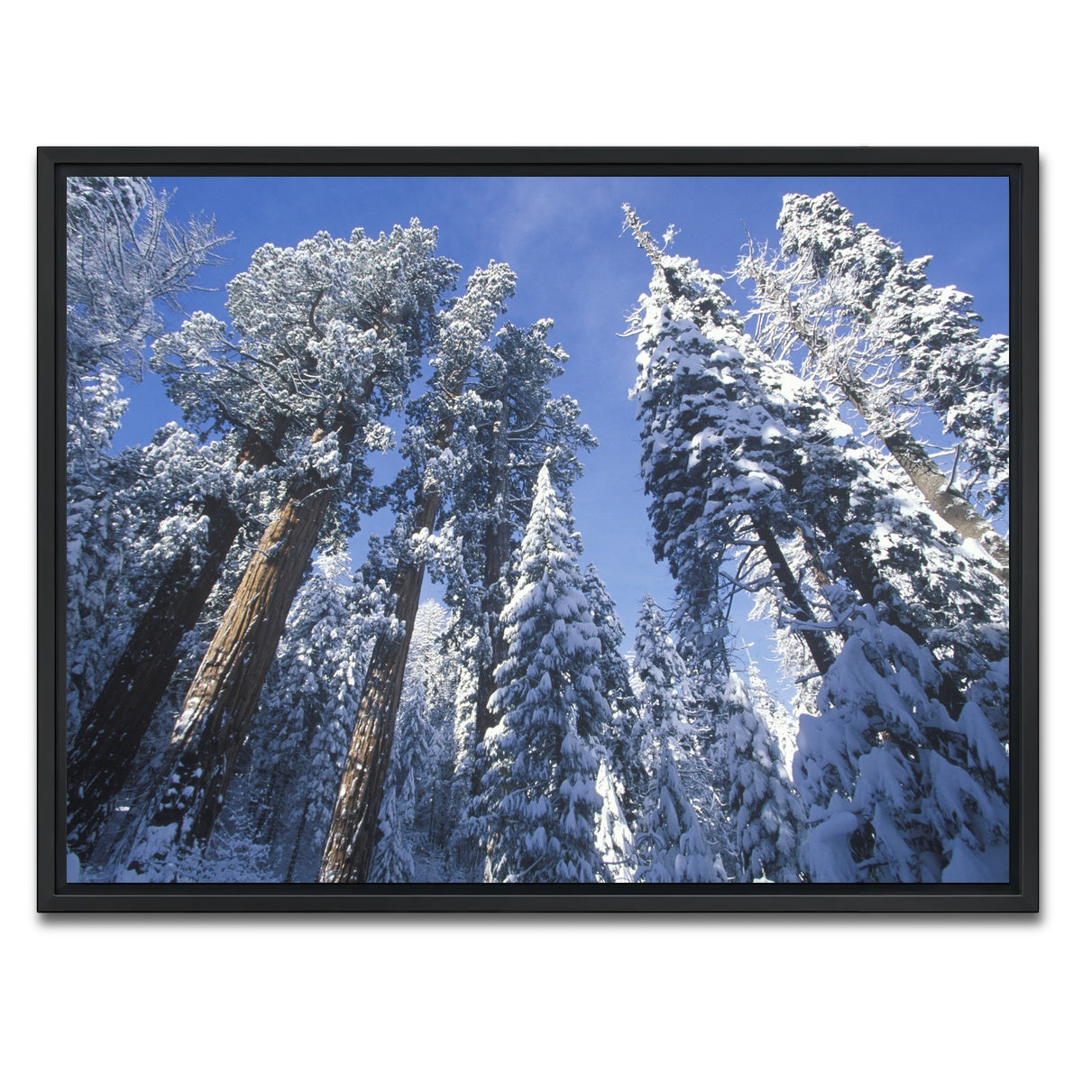 AUTO-MOCKUP WHITE | Redwoods Covered in Snow | 1 Piece | Black Framed Canvas | group=4x3