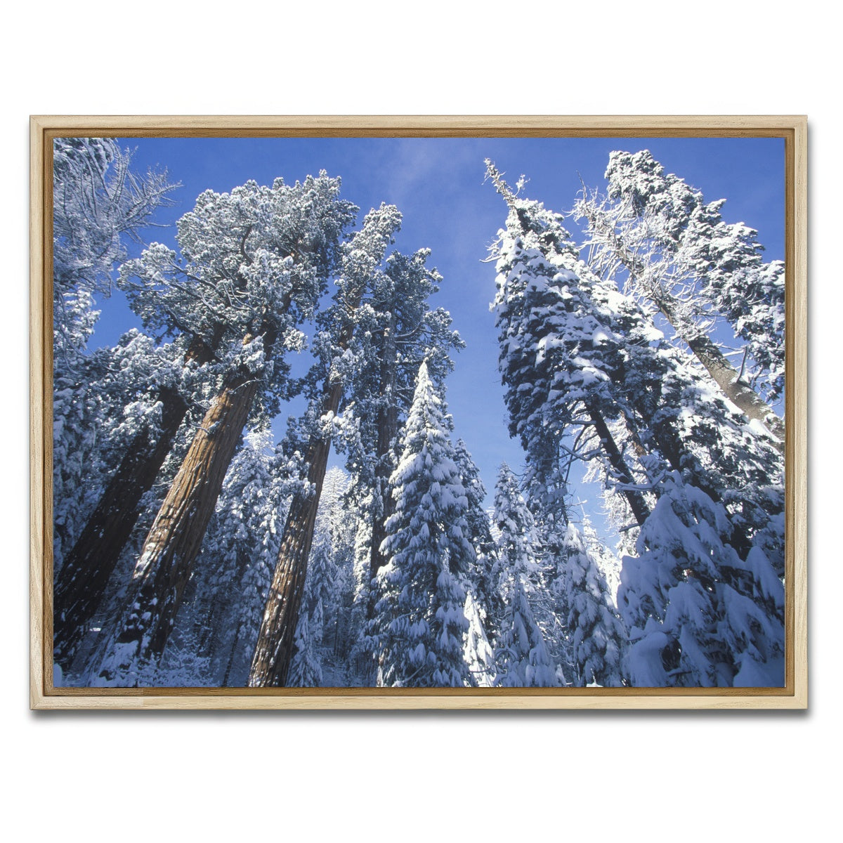 AUTO-MOCKUP WHITE | Redwoods Covered in Snow | 1 Piece | Natural Framed Canvas | group=4x3