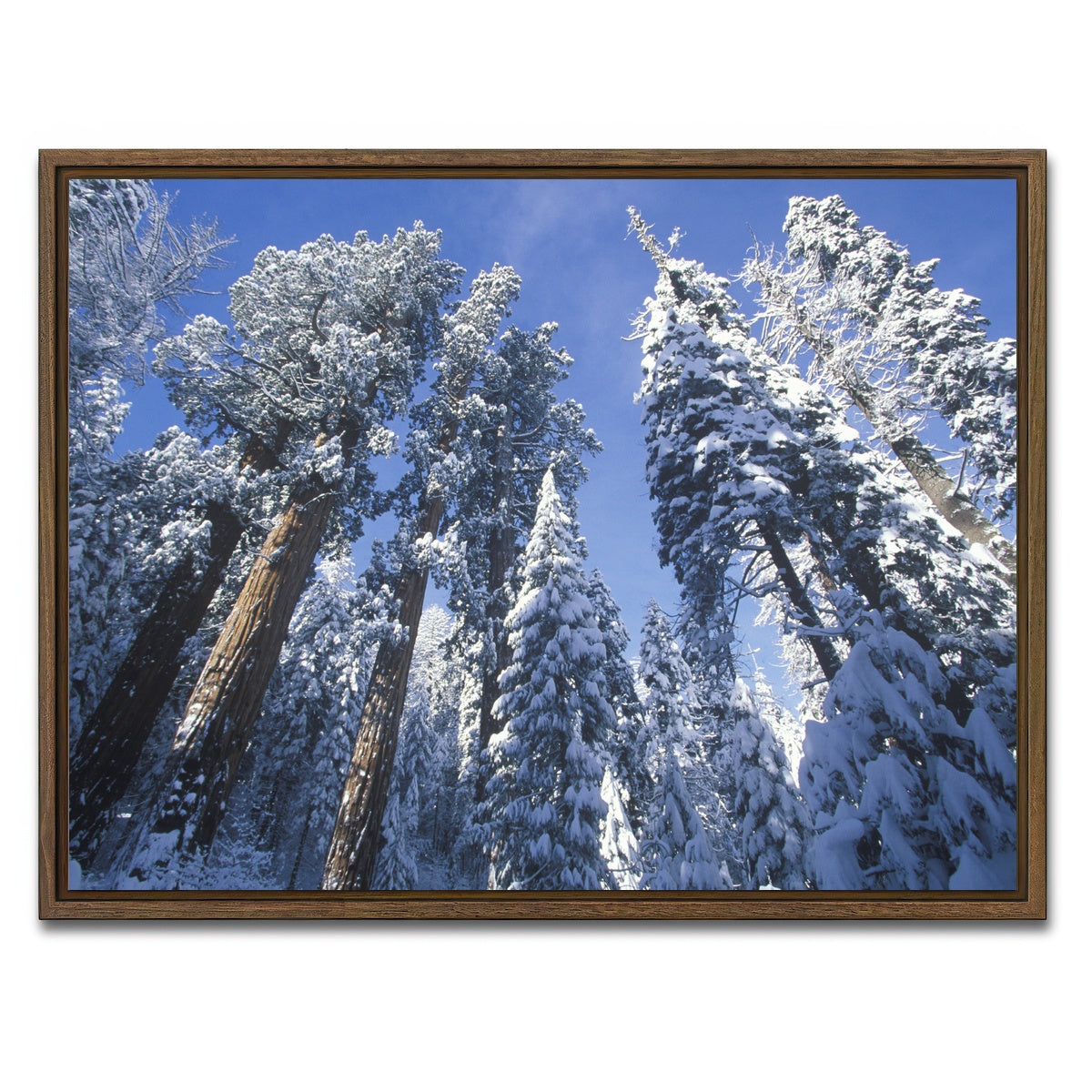 AUTO-MOCKUP WHITE | Redwoods Covered in Snow | 1 Piece | Walnut Framed Canvas | group=4x3