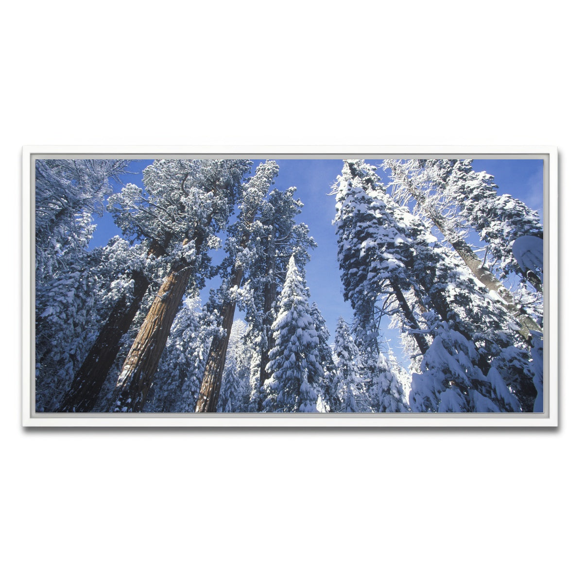 AUTO-MOCKUP WHITE | Redwoods Covered in Snow | 1 Piece | White Framed Canvas | group=2x1