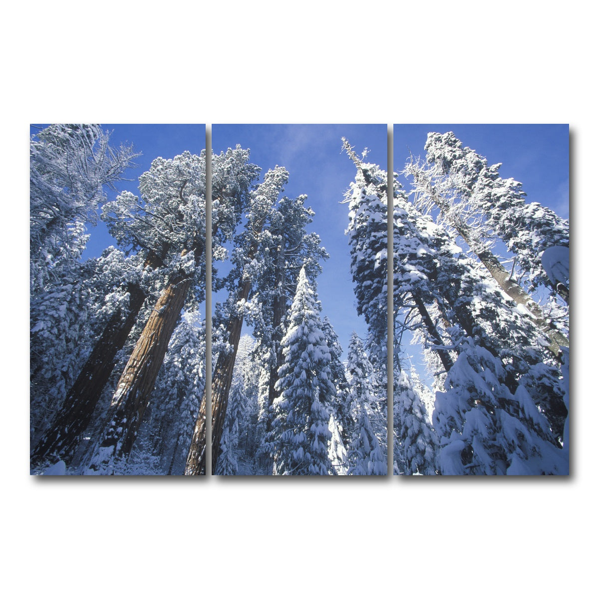 AUTO-MOCKUP WHITE | Redwoods Covered in Snow | 3 Piece | Gallery Wrap Canvas | group=12x24