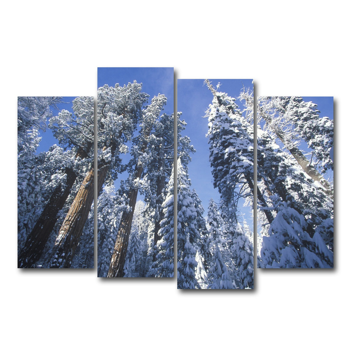 AUTO-MOCKUP WHITE | Redwoods Covered in Snow | 4 Piece | Gallery Wrap Canvas | group=4_normal