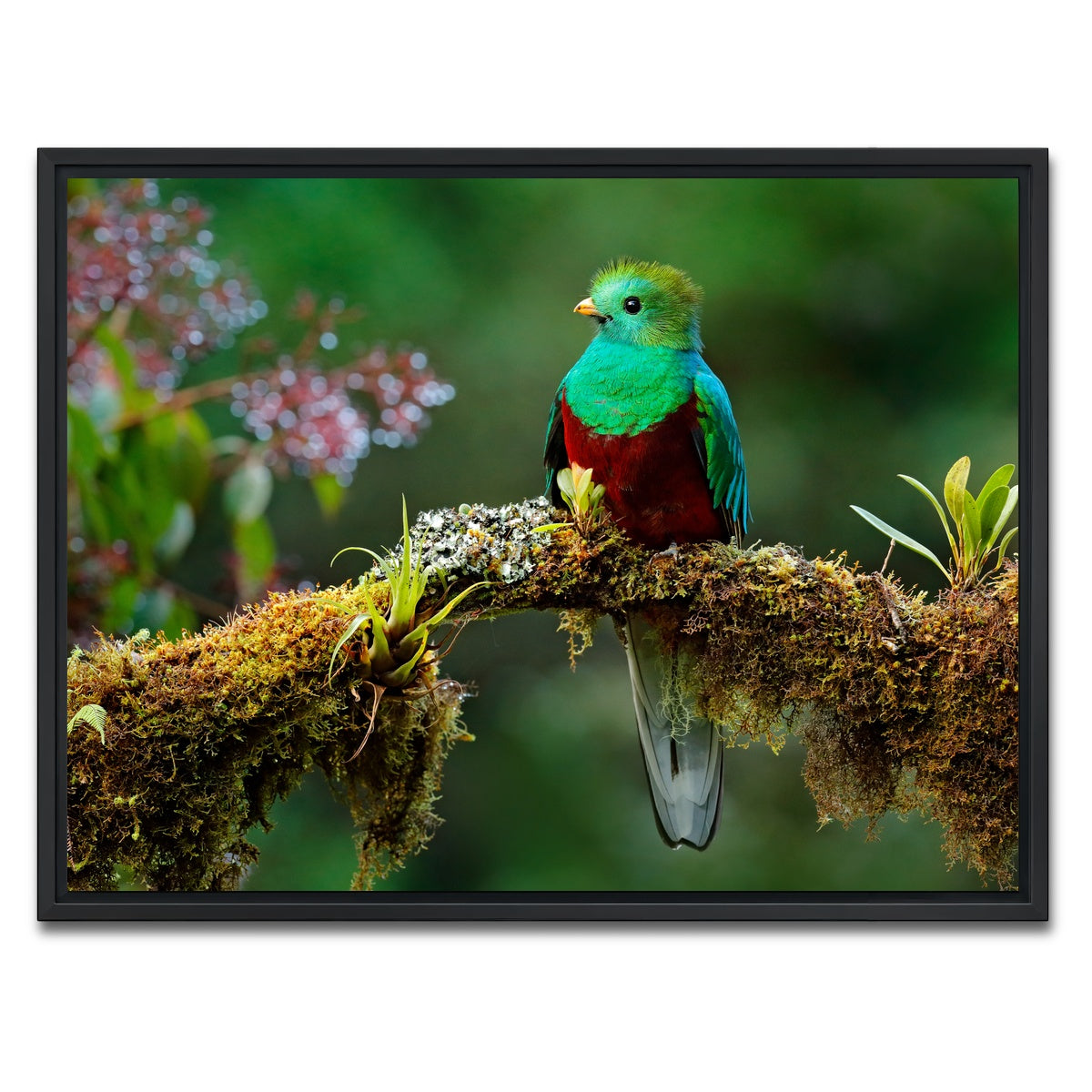 AUTO-MOCKUP WHITE | Resplendent quetzal | 1 Piece | Black Framed Canvas | group=4x3