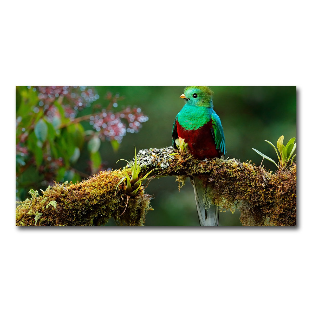 AUTO-MOCKUP WHITE | Resplendent quetzal | 1 Piece | Gallery Wrap Canvas | group=2x1