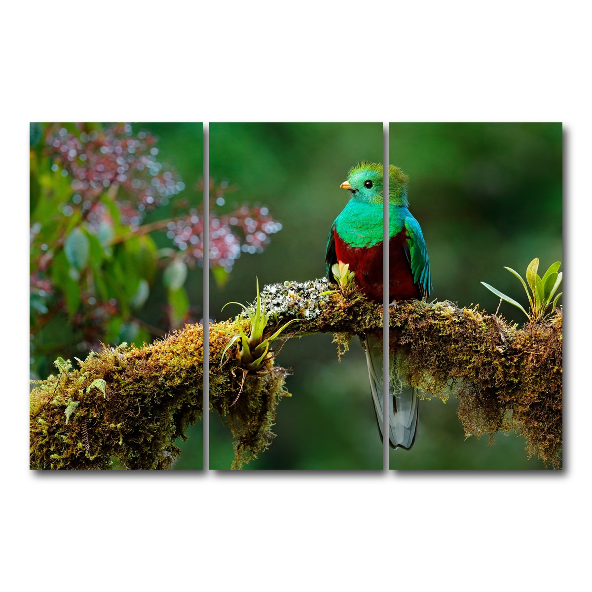 AUTO-MOCKUP WHITE | Resplendent quetzal | 3 Piece | Gallery Wrap Canvas | group=12x24
