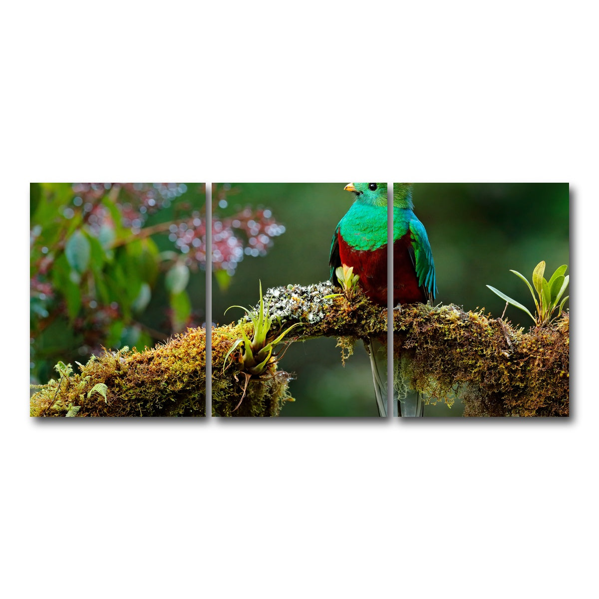 AUTO-MOCKUP WHITE | Resplendent quetzal | 3 Piece | Gallery Wrap Canvas | group=18x24