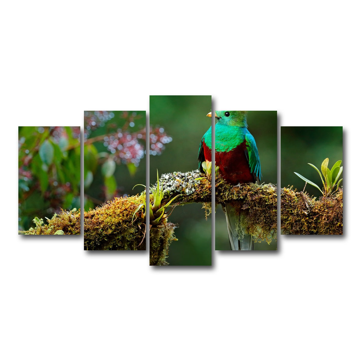 AUTO-MOCKUP WHITE | Resplendent quetzal | 5 Piece | Gallery Wrap Canvas | group=5_normal