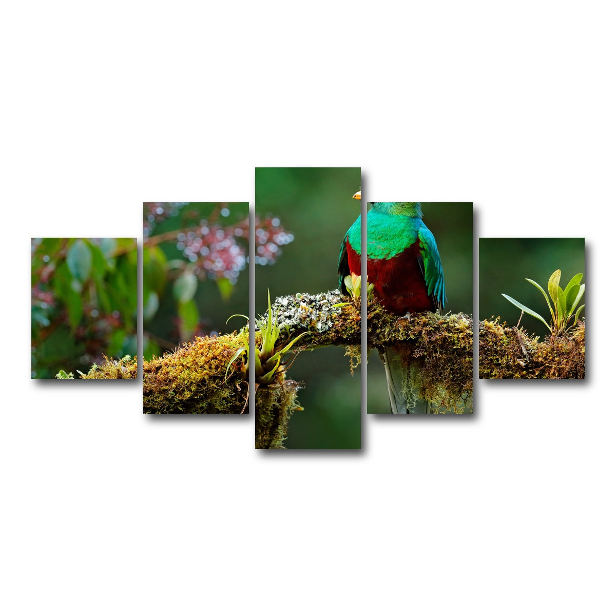 AUTO-MOCKUP WHITE | Resplendent quetzal | 5 Piece | Gallery Wrap Canvas | group=5_short